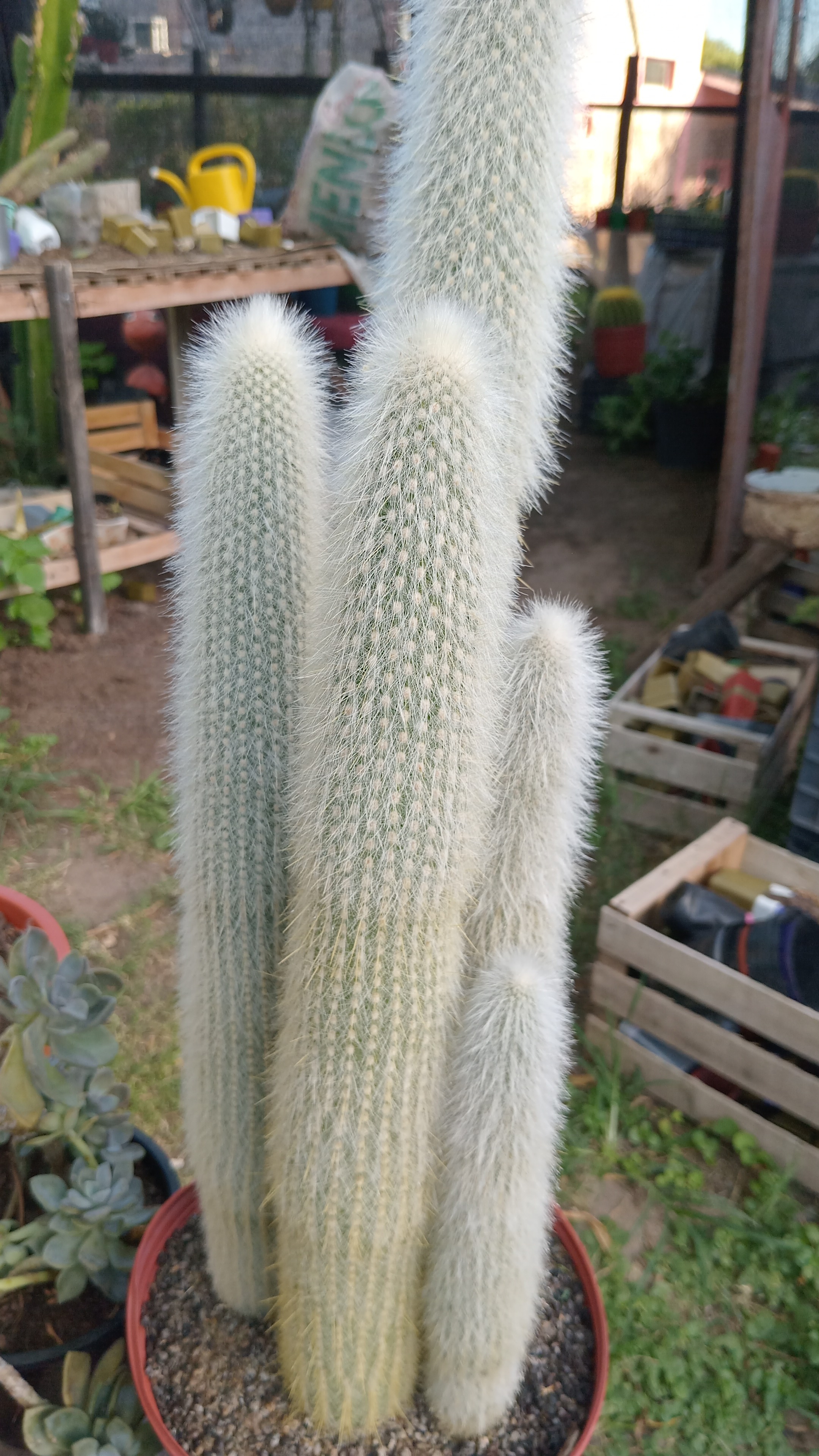 Cactus